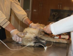 Manisa’da Köpek Katliamı