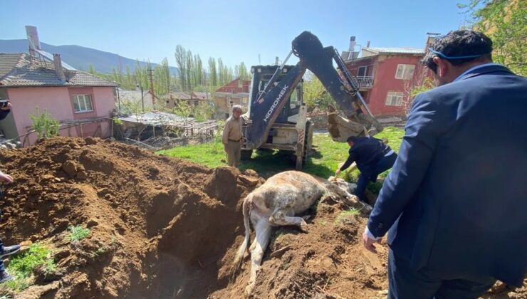 Kuyuya Düşen Inek Tünel Açılarak Kurtarıldı