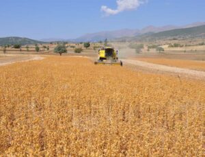 Çiftçilere 18 Ton Aspir Tohumu