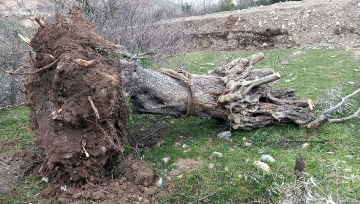 Zeytinlik Maden Ocağı Olacaktı, Şirket Geri Adım Attı