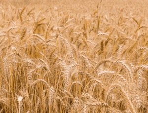 Tmo’Dan 100 Bin Tonluk Ekmeklik Buğday Ithalatı