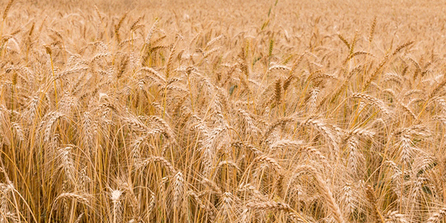 Tmo’Dan 100 Bin Tonluk Ekmeklik Buğday Ithalatı