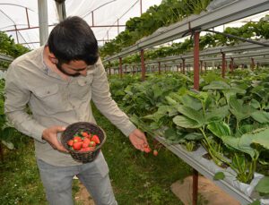 Topraksız Serada Yıllık 36 Ton Çilek