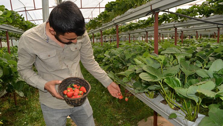 Topraksız Serada Yıllık 36 Ton Çilek