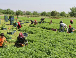 Tarım Işçileri 1 Mayıs’ta Da Çalıştı