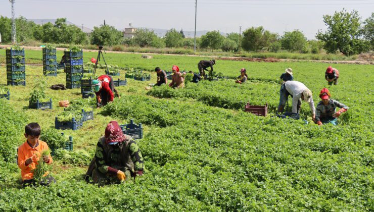 Tarım Işçileri 1 Mayıs’ta Da Çalıştı