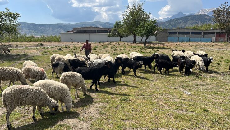 Hayvanları Telef Olan Aileye Destek Verildi