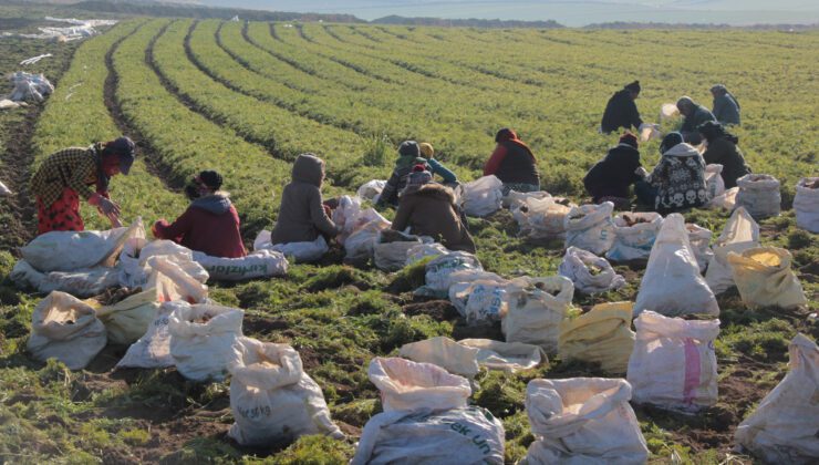 2022 Sezonu Tarım Işçisi Yevmiye Fiyatları Belirlendi