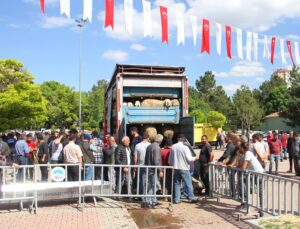 Büyükşehir Belediyesinden Yüzlerce Akkaraman Koyunu Dağıtımı