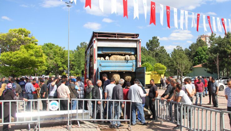 Büyükşehir Belediyesinden Yüzlerce Akkaraman Koyunu Dağıtımı