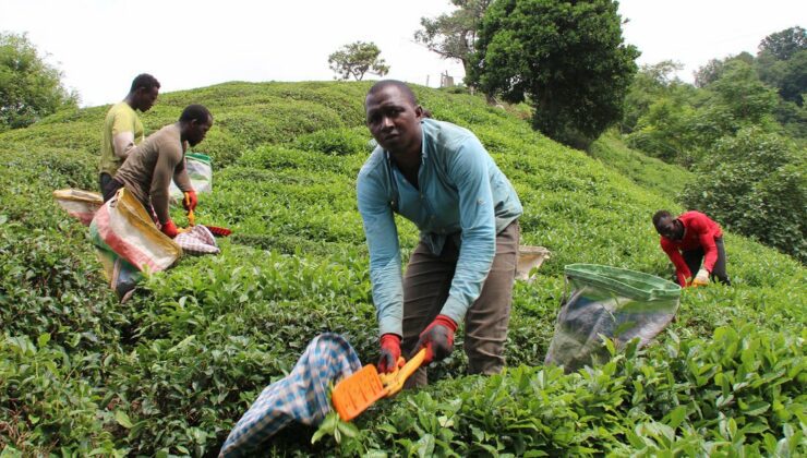 Afrikalı Işçiler Çay Hasadında