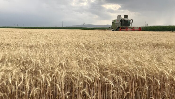 Çiftçiler Birliği Maliyet Hesabı Yaptı, Buğdayda Fiyat Beklentisini Açıkladı!