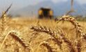 Buğday fiyatı ne kadar olacak? Başkan Feyzullah Korkut olması gerekeni açıkladı!