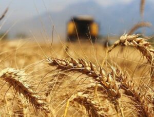 Buğday Fiyatı Ne Kadar Olacak? Başkan Feyzullah Korkut Olması Gerekeni Açıkladı!