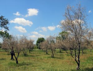 Zeytin Ağaçlarında Korkutan Kuruma