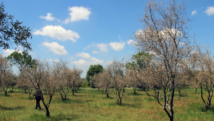 Zeytin Ağaçlarında Korkutan Kuruma