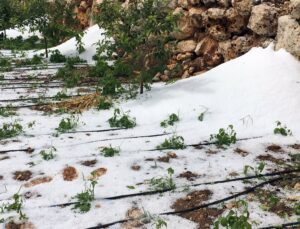 Dolu Yağışı Bin 573 Dekarda Zarara Yol Açtı