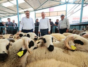 Üreticiye Damızlık Koç Ve Teke Hibesi