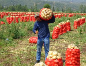 Soğan, Fiyatıyla Çiftçinin Yüzünü Güldürüyor