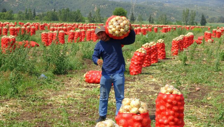 Soğan, Fiyatıyla Çiftçinin Yüzünü Güldürüyor