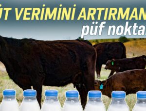 Süt Verimini Artırmanın Püf Noktaları