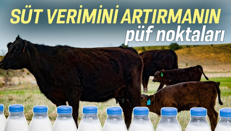 Süt Verimini Artırmanın Püf Noktaları