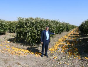 Tarıma Son Darbe: Tarsi̇m Meyveyi Karşılıyor, Peki Ya Ağaç?