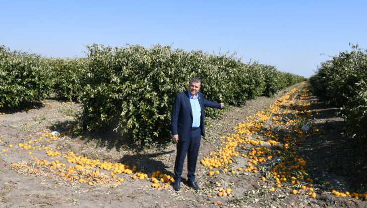 Tarıma Son Darbe: Tarsi̇m Meyveyi Karşılıyor, Peki Ya Ağaç?