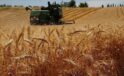 Bakanlıktan buğday ithalatı yalanlaması