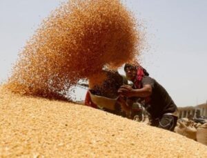 Yasak Sonrası Buğday Fiyatı Rekor Kırdı