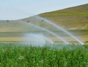 Çiftçilerin Sesi Sonunda Duyuldu: Ekinlerin Kurumaması Için Su Verilecek