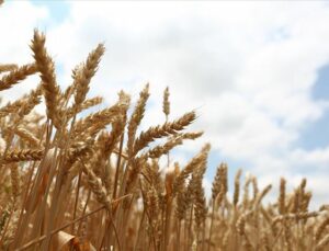 Buğdayın Anavatanı Türkiye Hindistan’dan Buğday Ithal Etti!