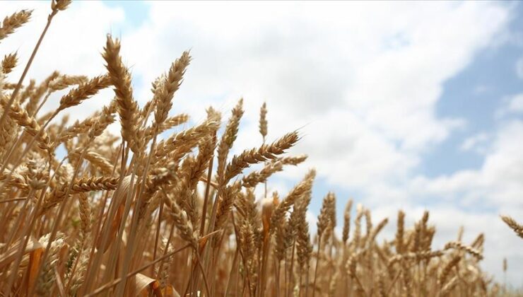 Buğdayın Anavatanı Türkiye Hindistan’dan Buğday Ithal Etti!