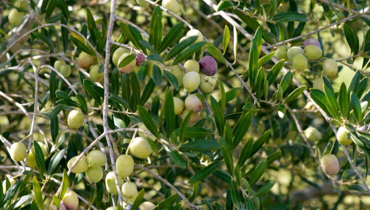 Zeytin Katliamına Elektrik Kılıfı Reddedildi