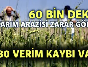 60 Bin Dekar Tarım Arazisi Zarar Gördü! %80 Verim Kaybı Var!