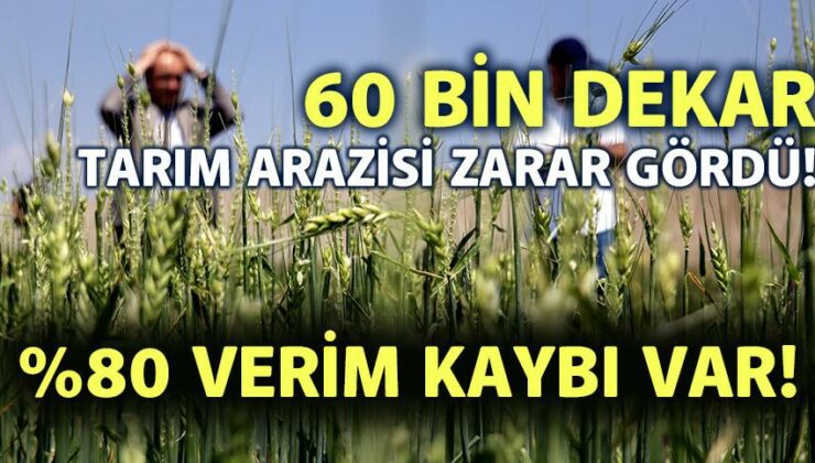 60 Bin Dekar Tarım Arazisi Zarar Gördü! %80 Verim Kaybı Var!