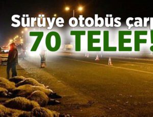 Sürüye Otobüs Çarptı: 70 Telef!