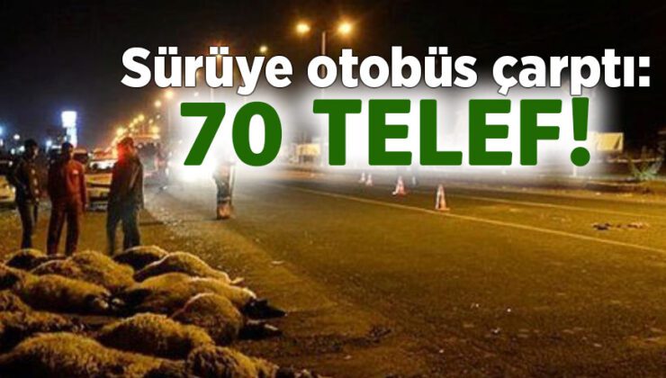 Sürüye Otobüs Çarptı: 70 Telef!