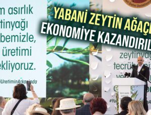 Yabani Zeytin Ağaçları Ekonomiye Kazandırılıyor