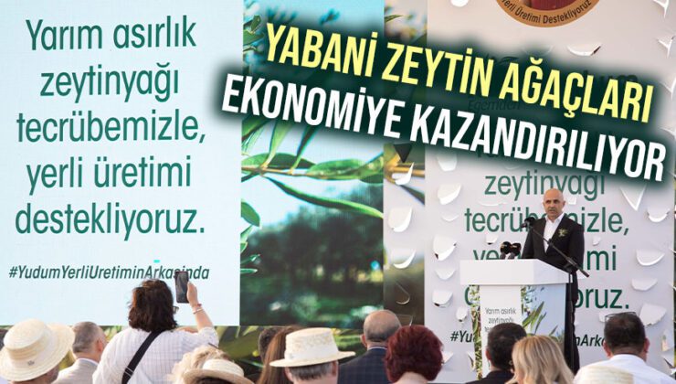 Yabani Zeytin Ağaçları Ekonomiye Kazandırılıyor