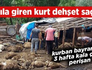 Ağıla Giren Kurt Dehşet Saçtı!