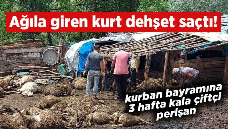 Ağıla Giren Kurt Dehşet Saçtı!