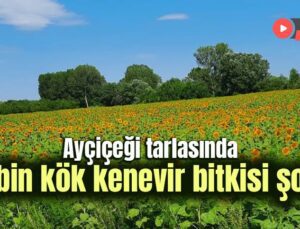 Ayçiçeği Tarlasında 85 Bin Kök Kenevir Bitkisi Şoku!