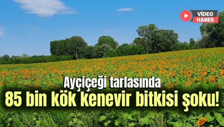 Ayçiçeği Tarlasında 85 Bin Kök Kenevir Bitkisi Şoku!