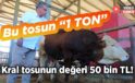Bu tosun “1 ton” Kral tosunun değeri 50 bin TL!