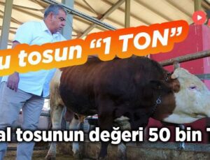 Bu Tosun “1 Ton” Kral Tosunun Değeri 50 Bin Tl!