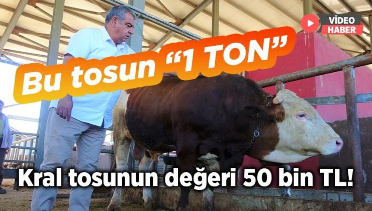 Bu Tosun “1 Ton” Kral Tosunun Değeri 50 Bin Tl!