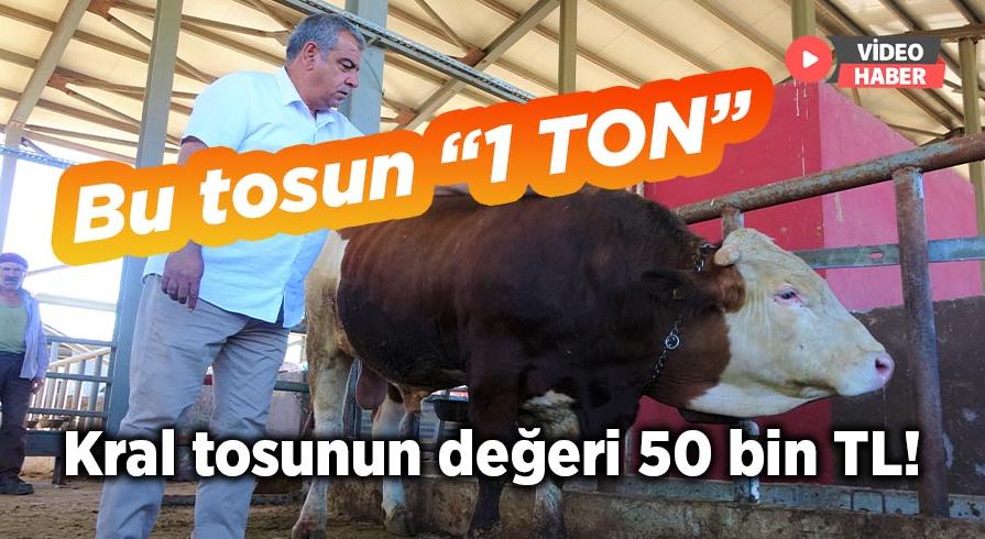 Bu tosun “1 ton” Kral tosunun değeri 50 bin TL!