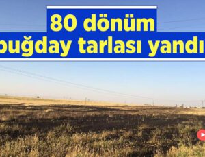 80 Dönüm Buğday Tarlası Yandı!