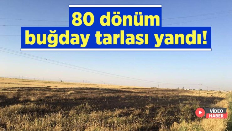 80 Dönüm Buğday Tarlası Yandı!